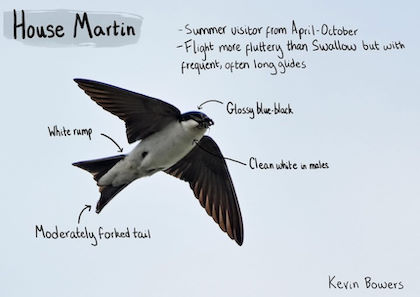House Martin annotated