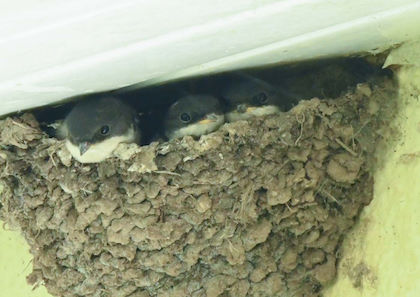 House Martin chicks in nest © Deena Sharp