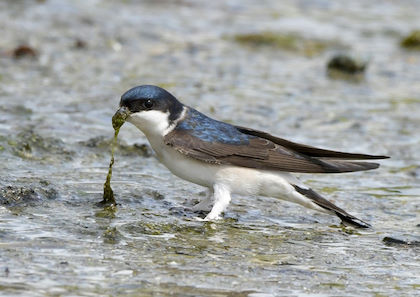 House Martin collecting mud © Deena Sharp