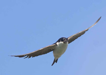 House Martin in flight © John Miller