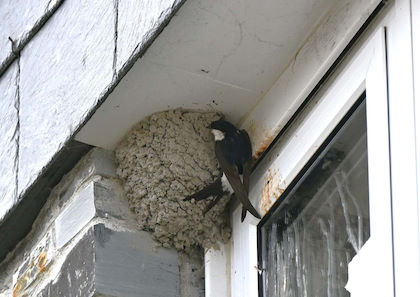 House Martin nest © Vic Booth