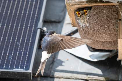 House martin 3 Richard Bowler