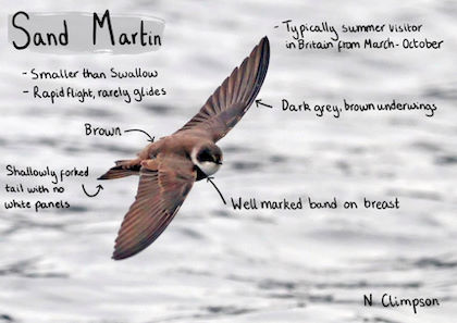 Sand Martin annotated